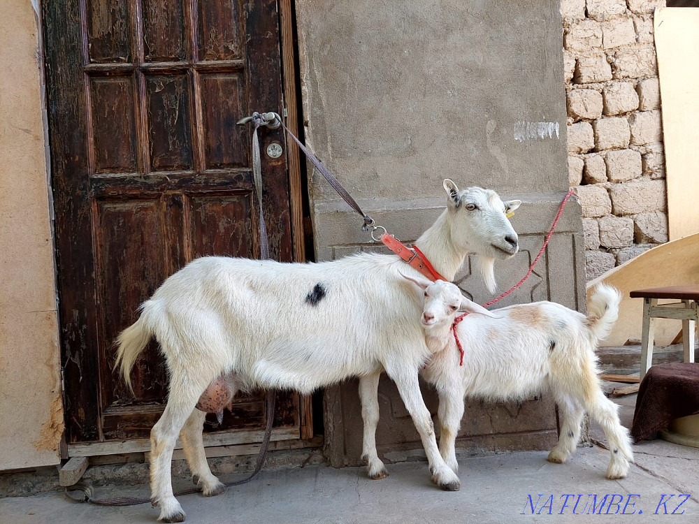 Сауынды Таза Занен ешкы лагымен ешкы ешкі коза козы Шымкент - изображение 1