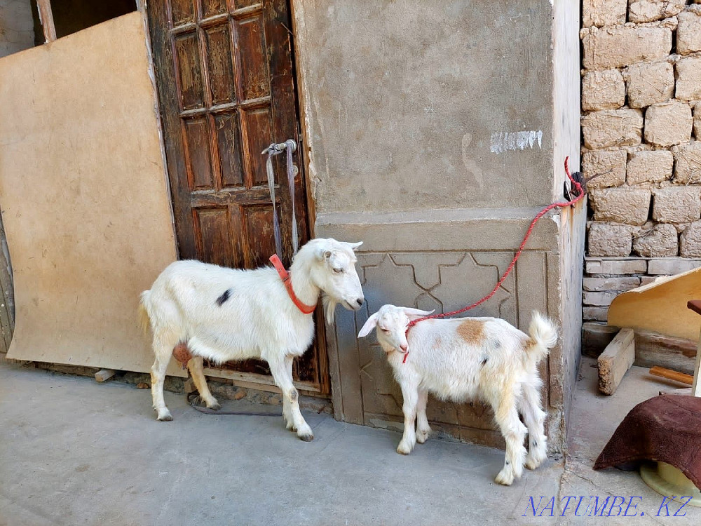Сауынды Таза Занен ешкы лагымен ешкы ешкі коза козы Шымкент - изображение 4