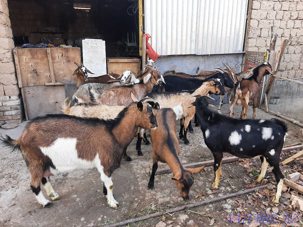 Nubi Alpi Sauyndy Eshky Eshki goat goat Taza ?andy Shymkent - photo 3