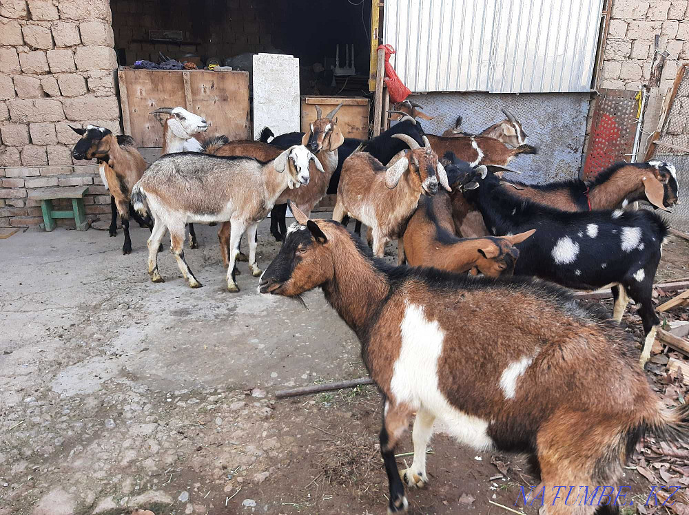 Nubi Alpi Sauyndy Eshky Eshki goat goat Taza ?andy Shymkent - photo 2