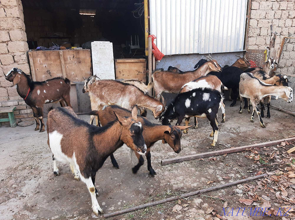 Nubi Alpi Sauyndy Eshky Eshki goat goat Taza ?andy Shymkent - photo 4