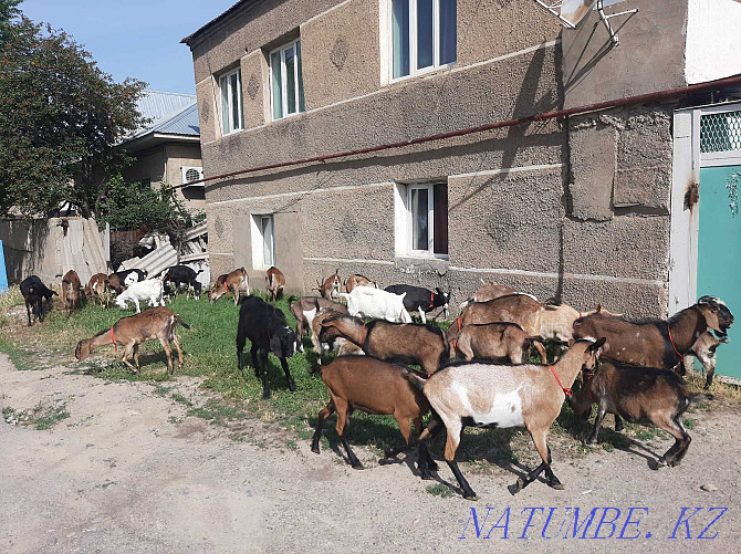 Anglo-Nubi Alpi Sauyndy eshkiler satylady Eshky Eshki goat goat Shymkent - photo 2