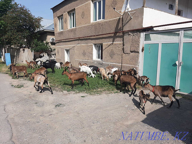 Anglo-Nubi Alpi Sauyndy eshkiler satylady Eshky Eshki goat goat Shymkent - photo 1