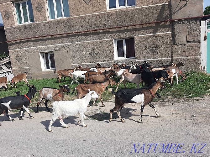 Anglo-Nubi Alpi Sauyndy eshkiler satylady Eshky Eshki goat goat Shymkent - photo 3