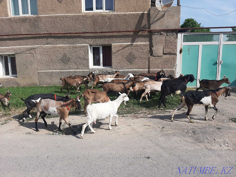 Англо-Нуби Альпи Сауынды ешкілер сатылады Ешкы Ешкі коза козы Шымкент - изображение 4