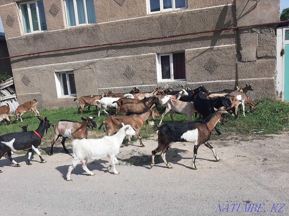 Англо-Нуби Альпи Сауынды ешкілер сатылады Ешкы Ешкі коза козы Шымкент - изображение 3