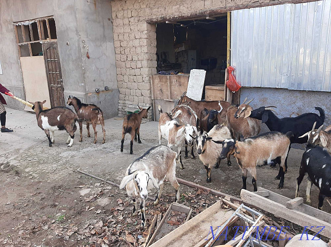 Parody Sauyndy eshkiler Nubi Alpi Sauyndy Eshky Eshki goat goat Shymkent - photo 4