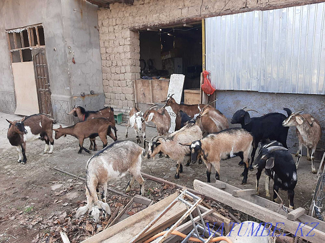 Parody Sauyndy eshkiler Nubi Alpi Sauyndy Eshky Eshki goat goat Shymkent - photo 3