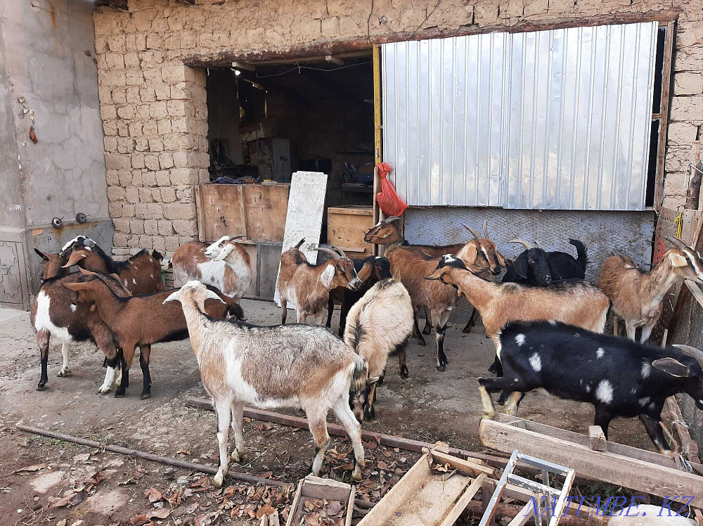 Parody Sauyndy eshkiler Nubi Alpi Sauyndy Eshky Eshki goat goat Shymkent - photo 1