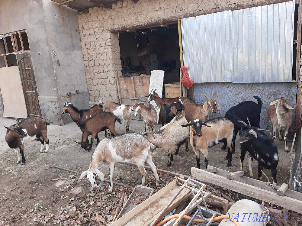 Parody Sauyndy eshkiler Nubi Alpi Sauyndy Eshky Eshki goat goat Shymkent - photo 2