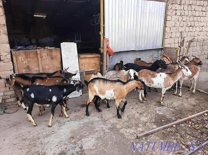 Dairy goats Paroda Anglo-Nubi Alpi Sauyndy Eshky Eshki goat goats Shymkent - photo 1