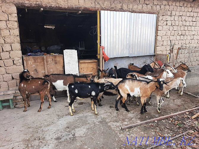 Dairy goats Paroda Anglo-Nubi Alpi Sauyndy Eshky Eshki goat goats Shymkent - photo 2