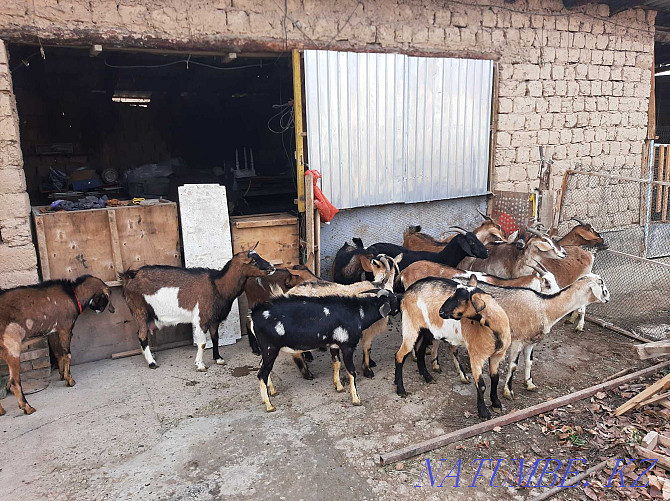 Dairy goats Paroda Anglo-Nubi Alpi Sauyndy Eshky Eshki goat goats Shymkent - photo 3