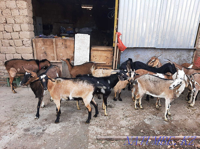 Dairy goats Paroda Anglo-Nubi Alpi Sauyndy Eshky Eshki goat goats Shymkent - photo 4