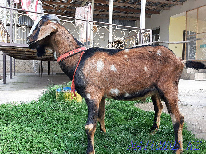 English Nubian Teke Documentation eshki eshki goat goat Shymkent - photo 3