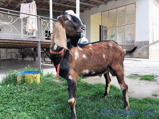 Ағылшын Nubian Teke Documentation eshki eshki goat goat Шымкент - изображение 2