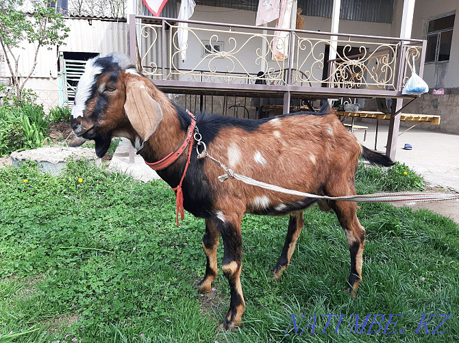English Nubian Teke Documentation eshki eshki goat goat Shymkent - photo 4