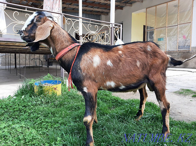 Ағылшын Nubian Teke Documentation eshki eshki goat goat Шымкент - изображение 1
