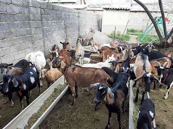 Англо Нубиский Альпиский Сауынды ешкілер ешкы ешкі коза козы Shymkent