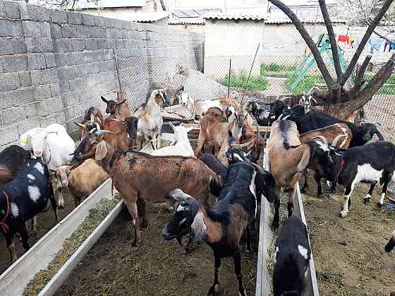 Англо Нубиский Альпиский Сауынды ешкілер ешкы ешкі коза козы Shymkent