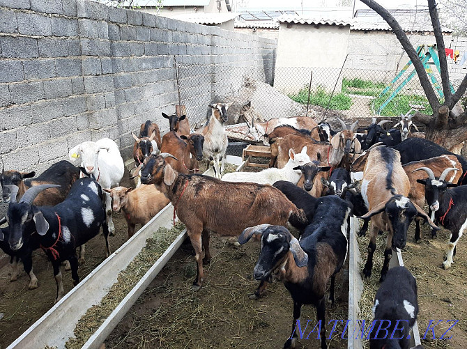 Anglo Nubian Alpine Sauyndy eshkiler eshki eshki goat goat Shymkent - photo 3