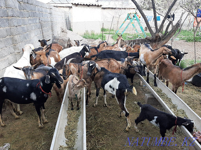 Anglo Nubian Alpine Sauyndy eshkiler eshki eshki goat goat Shymkent - photo 1