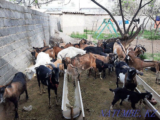 Anglo Nubian Alpine Sauyndy eshkiler eshki eshki goat goat Shymkent - photo 2