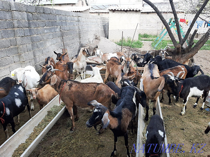 Anglo Nubian Alpine Sauyndy eshkiler eshki eshki goat goat Shymkent - photo 4