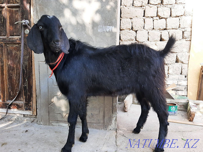 ?ashyrtu Bital Teke Walking Eshki eshky goat goat Shymkent - photo 2