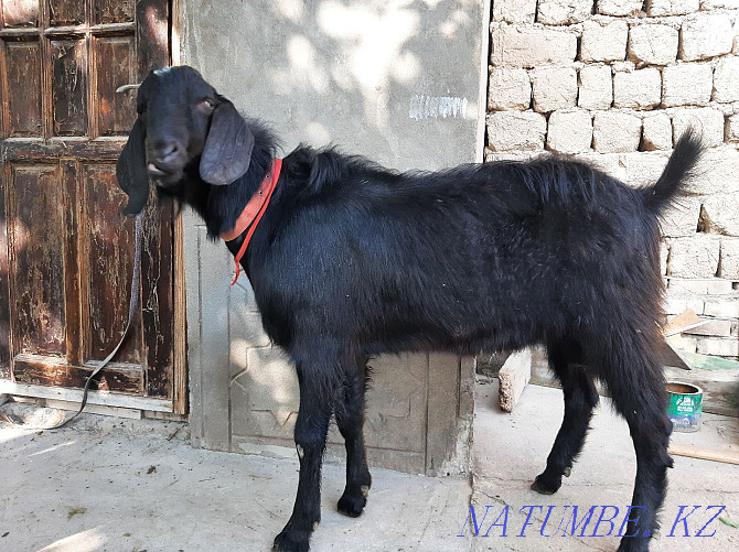 ?ashyrtu Bital Teke Walking Eshki eshky goat goat Shymkent - photo 1