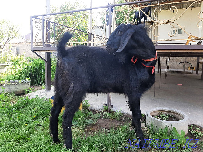?ashyrtu Bital Teke Walking Eshki eshky goat goat Shymkent - photo 3