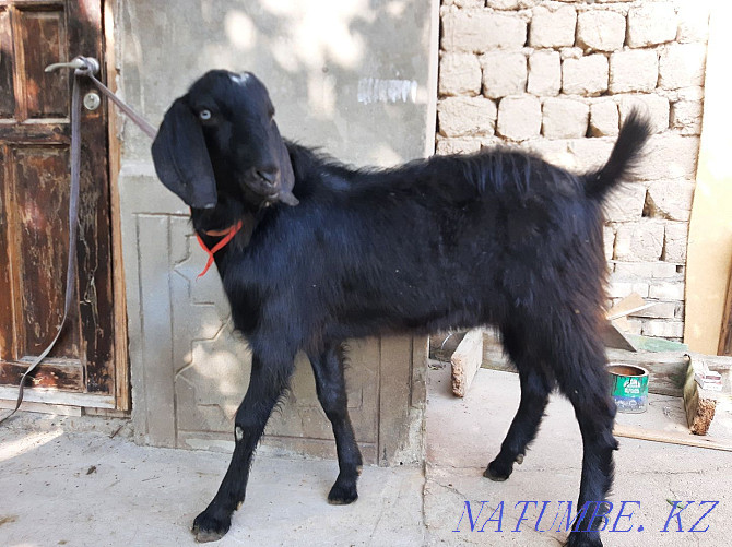 ?ashyrtu Bital Teke Walking Eshki eshky goat goat Shymkent - photo 4
