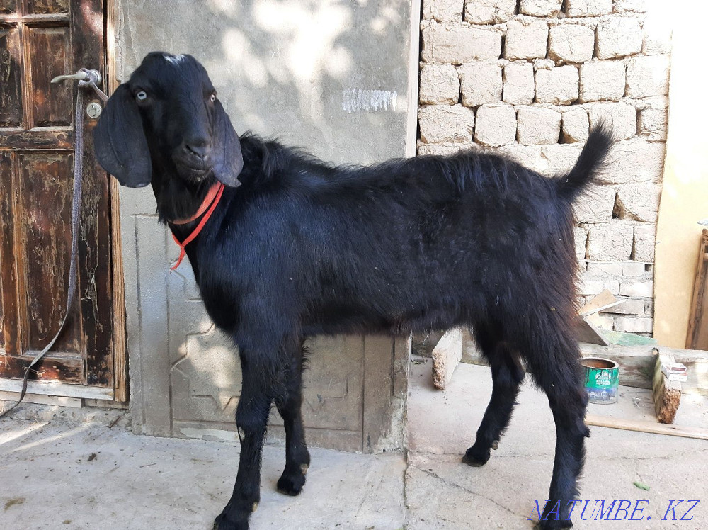 ?ашырту Битал Теке Огулевание Ешкі ешкы коза козы Шымкент - изображение 2