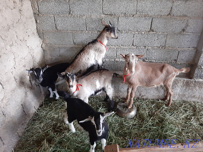 Taza Alpi ?rgashy la?tar Eshky Eshkі goat goat Shymkent - photo 3