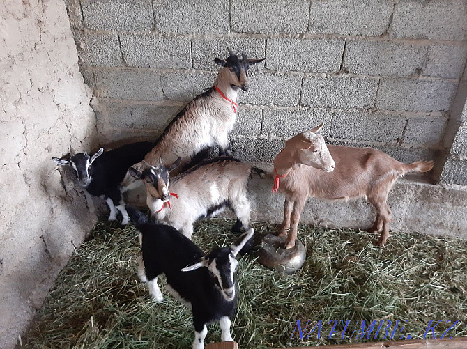 Taza Alpi ?rgashy la?tar Eshky Eshkі goat goat Shymkent - photo 1