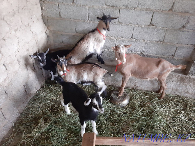 Taza Alpi ?rgashy la?tar Eshky Eshkі goat goat Shymkent - photo 4