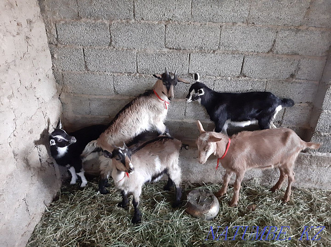 Taza Alpi ?rgashy la?tar Eshky Eshkі goat goat Shymkent - photo 2