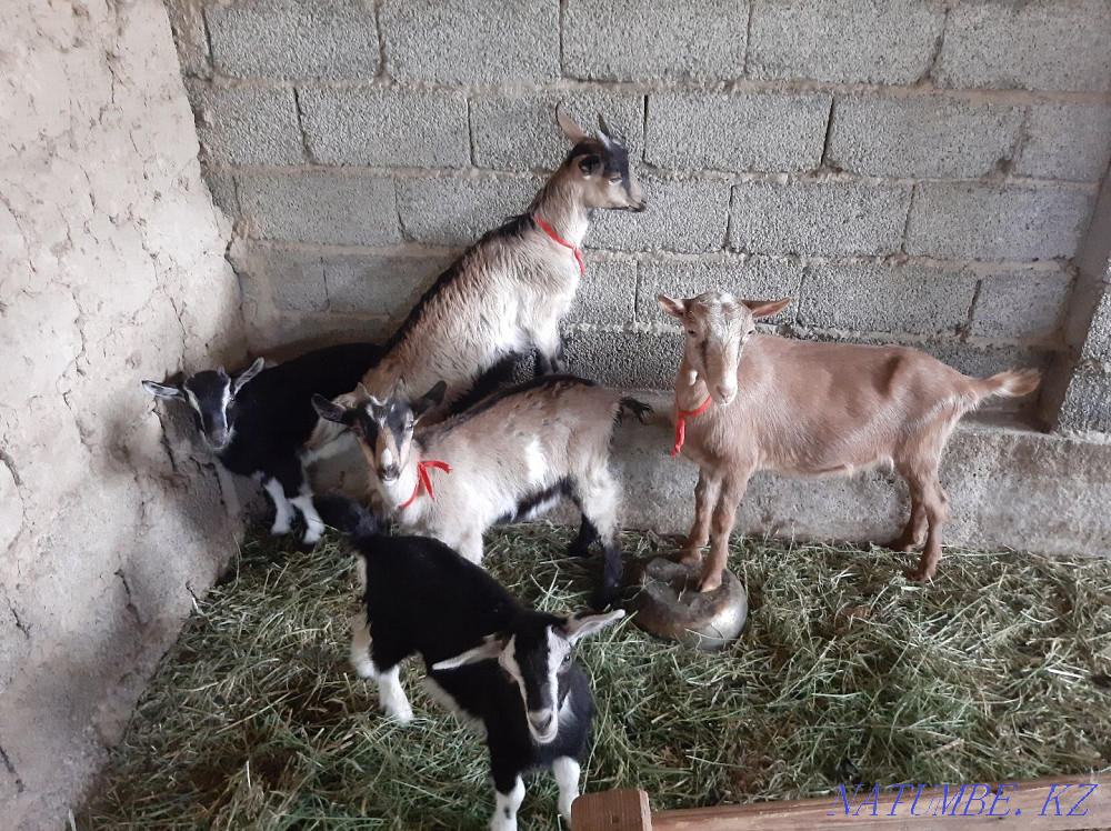 Taza Alpi ?rgashy la?tar Eshky Eshkі goat goat Shymkent - photo 3
