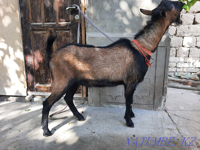 ?ashyrtu Czech Teke Eshky eshkі goat goat Shymkent - photo 4