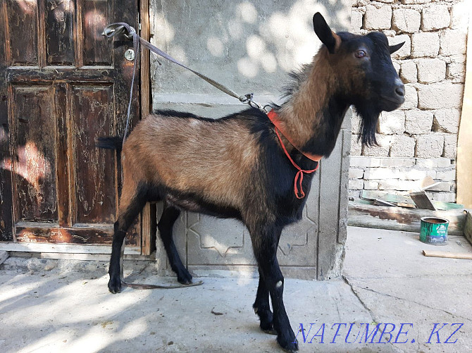 ?ashyrtu Czech Teke Eshky eshkі goat goat Shymkent - photo 2