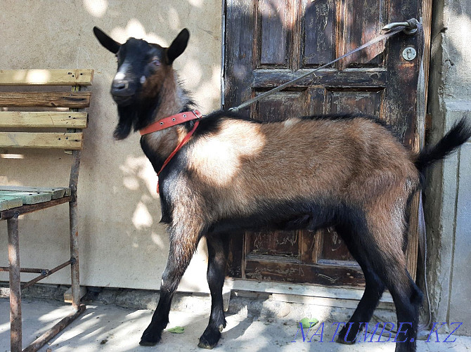 ?ashyrtu Czech Teke Eshky eshkі goat goat Shymkent - photo 3