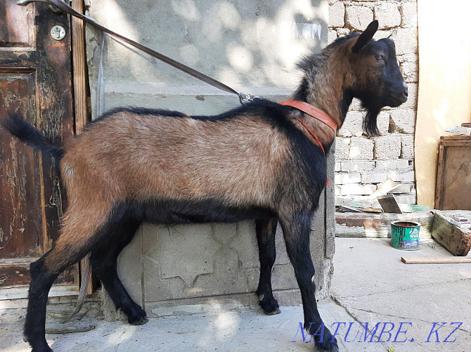 ?ashyrtu Czech Teke Eshky eshkі goat goat Shymkent - photo 1
