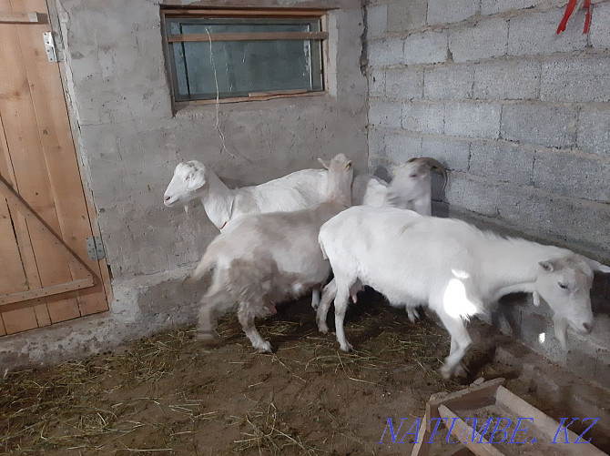 Taza Zanen eshkiler Sauylyp t?r Yeshky eshki goat goat Shymkent - photo 2