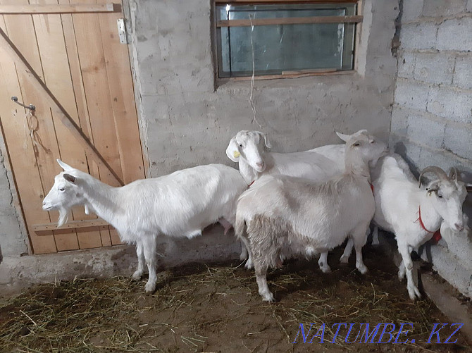Taza Zanen eshkiler Sauylyp t?r Yeshky eshki goat goat Shymkent - photo 4