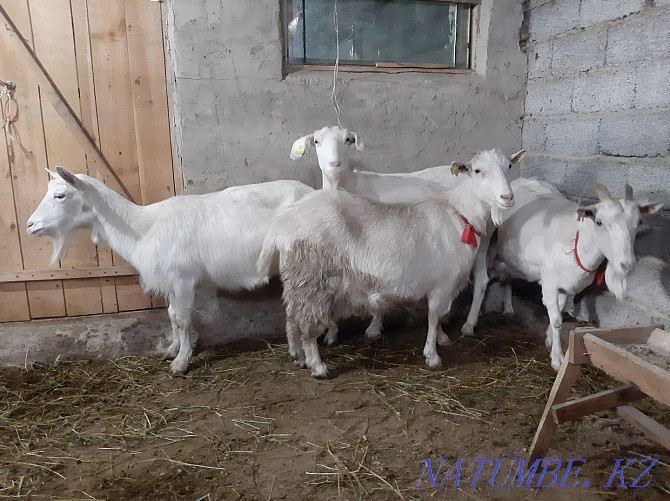 Taza Zanen eshkiler Sauylyp t?r Yeshky eshki goat goat Shymkent - photo 3