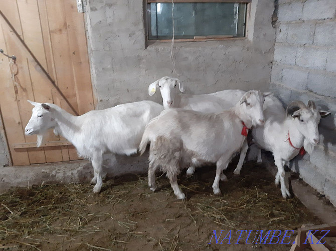 Taza Zanen eshkiler Sauylyp t?r Yeshky eshki goat goat Shymkent - photo 1