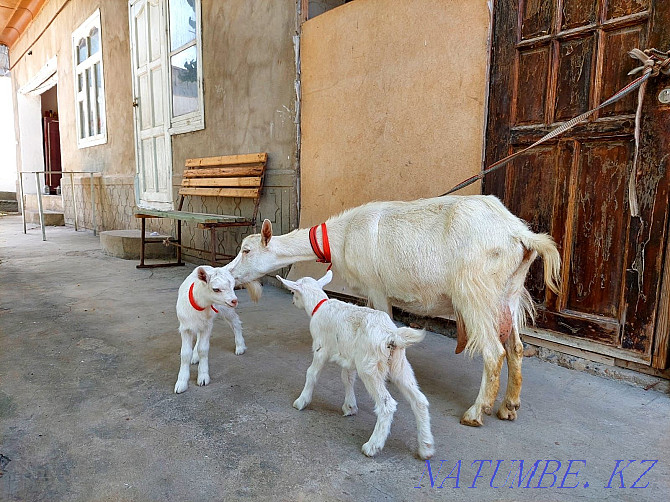 Sauyndy Taza Zanen ekі egіz ?r?ashy la?tarymen Eshky eshkі Goat goats Shymkent - photo 2