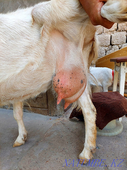Sauyndy Taza Zanen ekі egіz ?r?ashy la?tarymen Eshky eshkі Goat goats Shymkent - photo 3