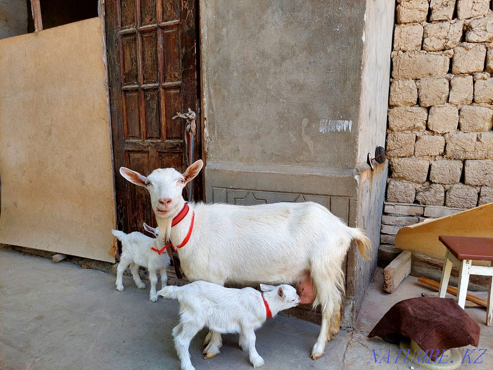Sauyndy Taza Zanen ekі egіz ?r?ashy la?tarymen Eshky eshkі Goat goats Shymkent - photo 4