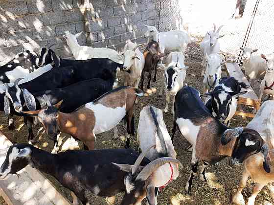 Сауынды Пародостый ешкілер сатылады ешкы ешкі коза козы Shymkent